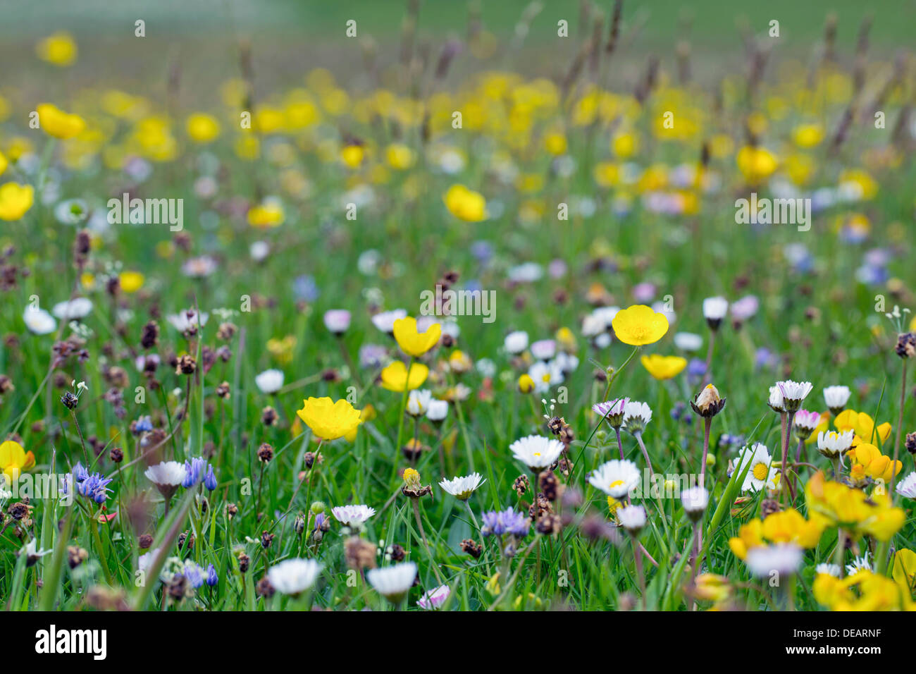 Meadow Flowers; Tresta Beach; Fetlar; Shetland; UK Stock Photo