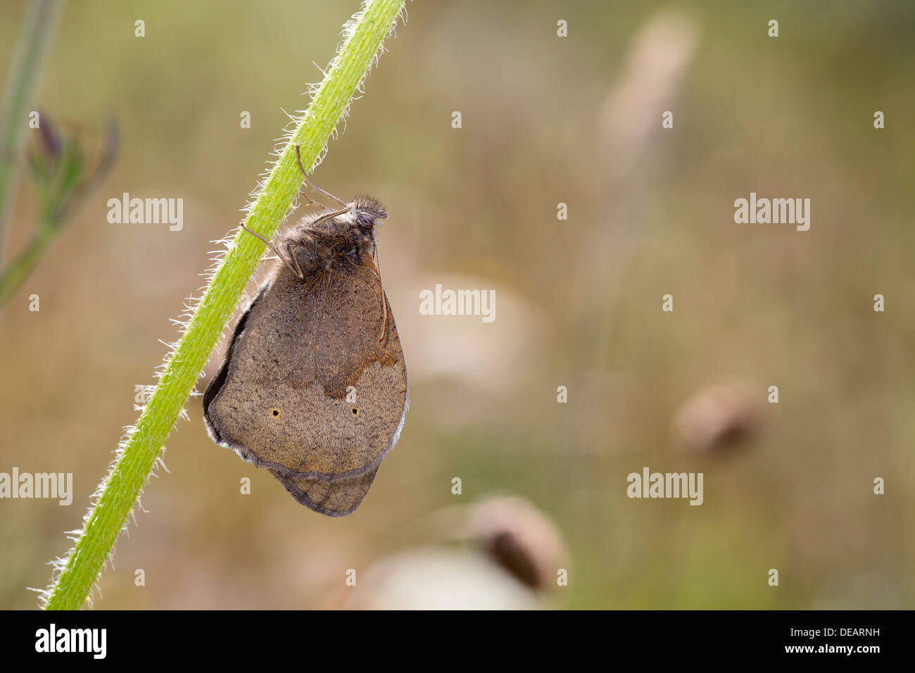 Meadow Brown Butterfly; Maniola jurtina; UK Stock Photo