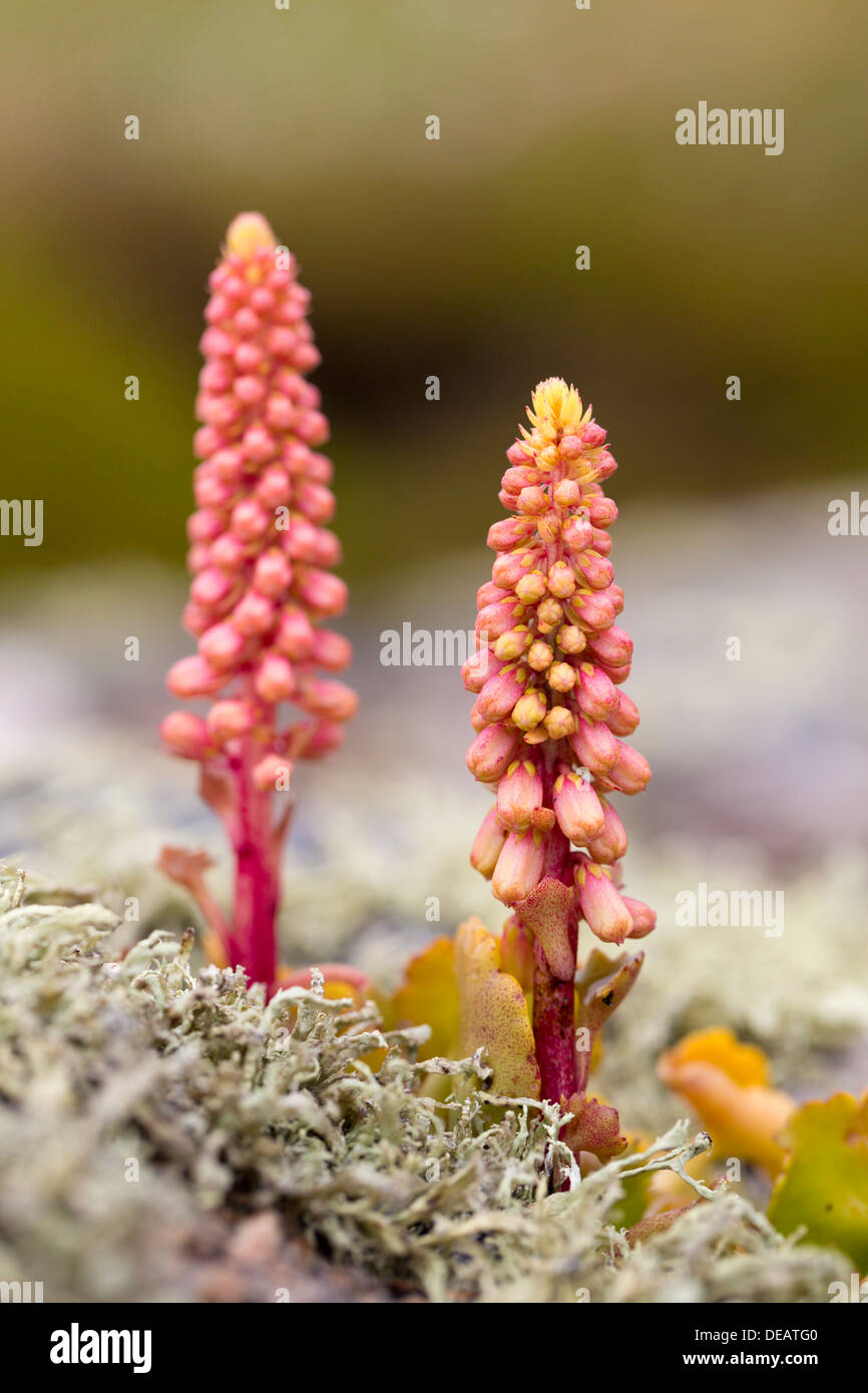 Navelwort; Umbilicus rupestris; Flower; UK Stock Photo