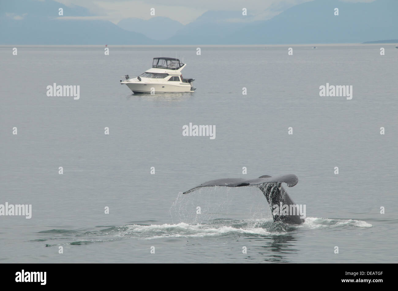 Whale watching tours Juneau, Alaska, United States Stock Photo