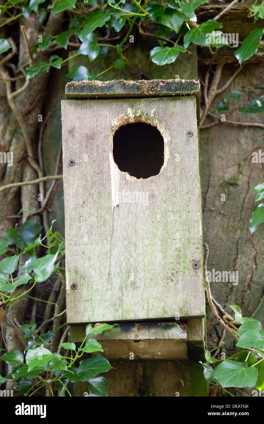 Grey squirrel nest box hires stock photography and images Alamy