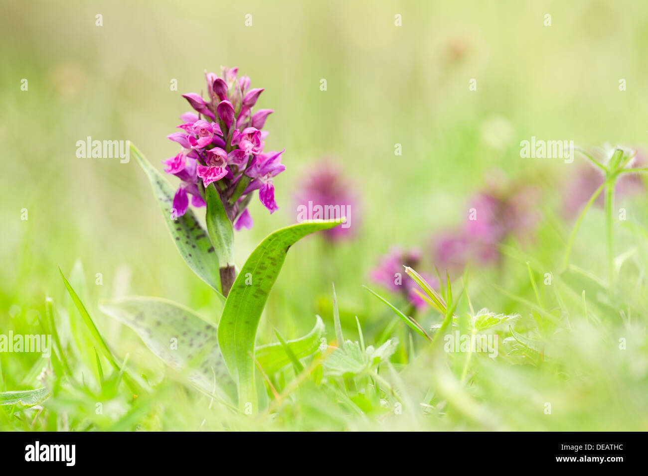 Northern Marsh Orchid; Dactylorhiza purpurella; Flower; UK Stock Photo