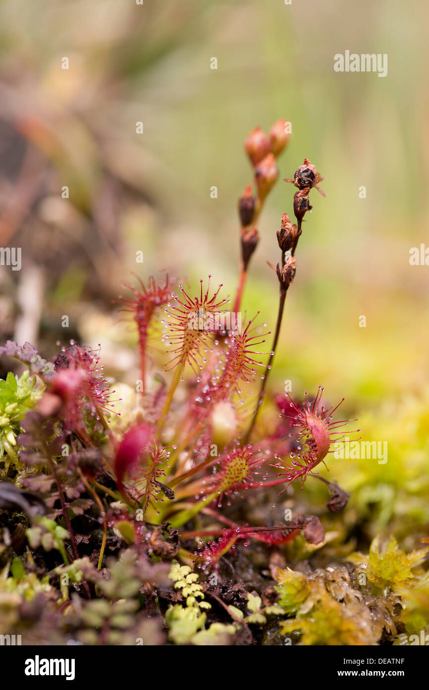 Oblong Leaved Sundew; Drosera intermedia; UK Stock Photo