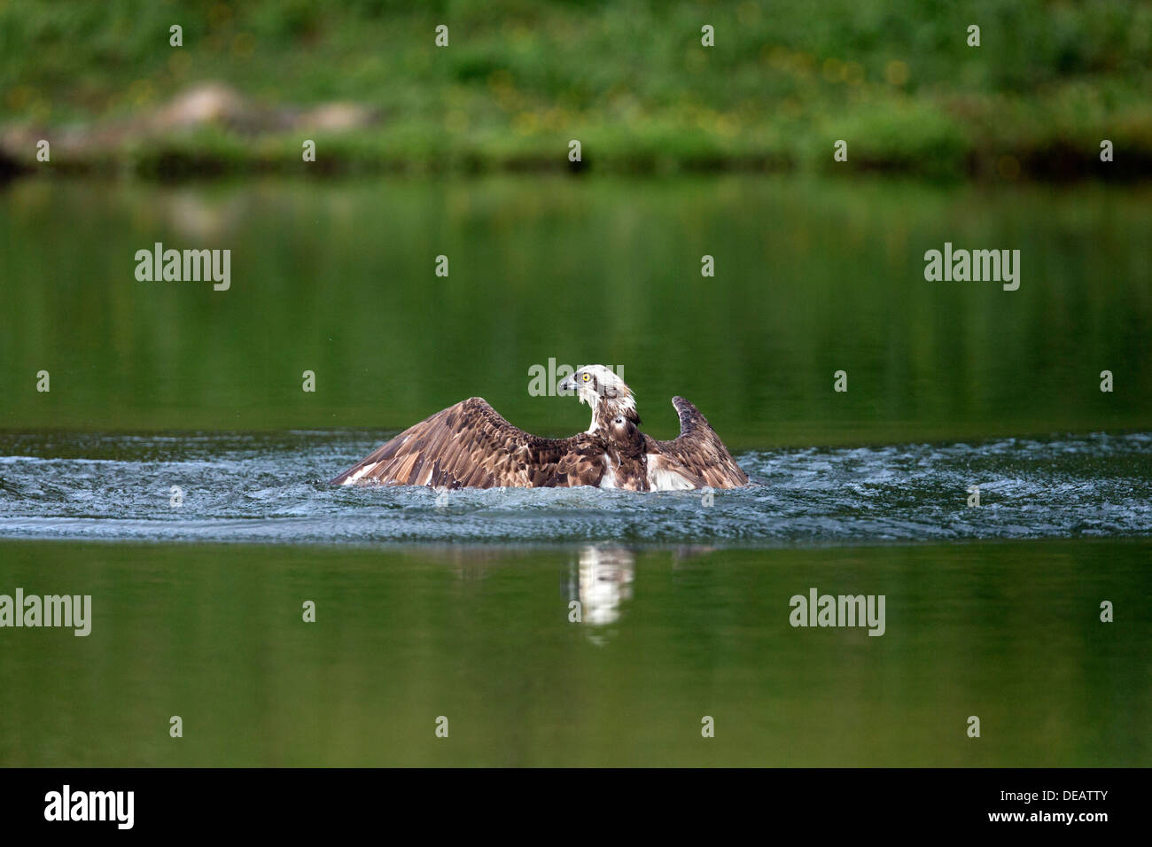 Osprey; Pandion haliaetus; Fishing; Emerging from Water; Aviemore; Scotland Stock Photo