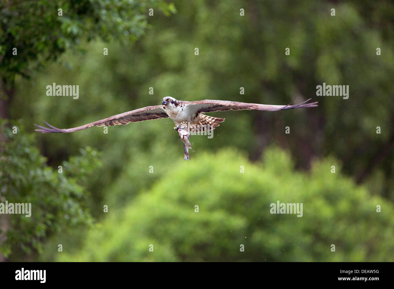 Osprey; Pandion haliaetus; Fishing; Aviemore; Scotland Stock Photo