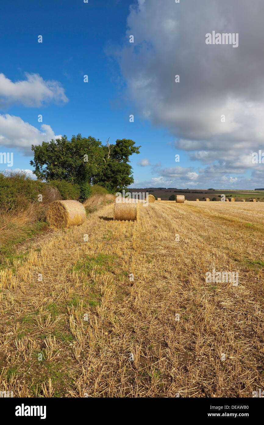 An agricultural landscape at harvest time with round straw bales beside hedgerows and Ash trees in the Yorkshire  wolds Stock Photo