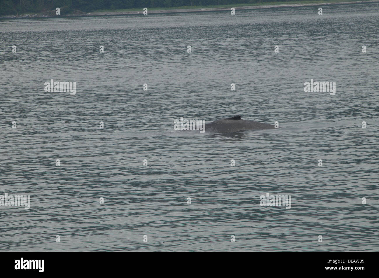 Cetacea Order Whale High Resolution Stock Photography and Images - Alamy