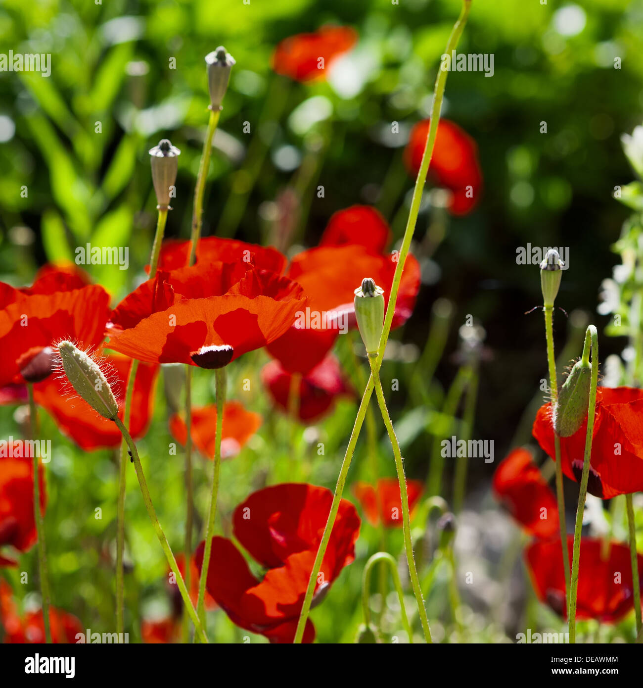 Garden corner poppies hi-res stock photography and images - Alamy