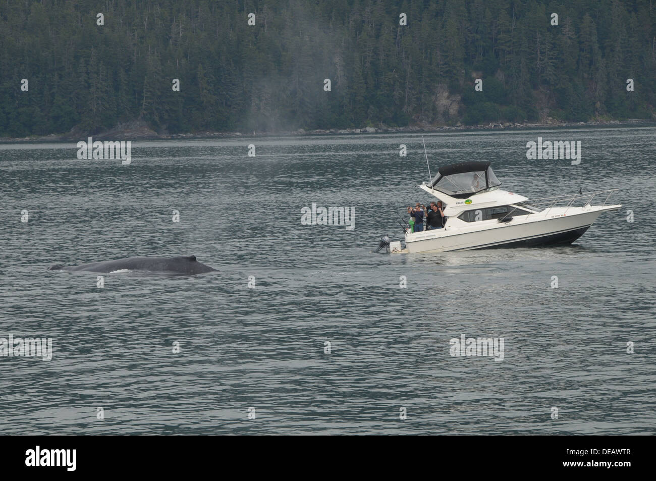 Whale watching tours Juneau, Alaska, United States Stock Photo