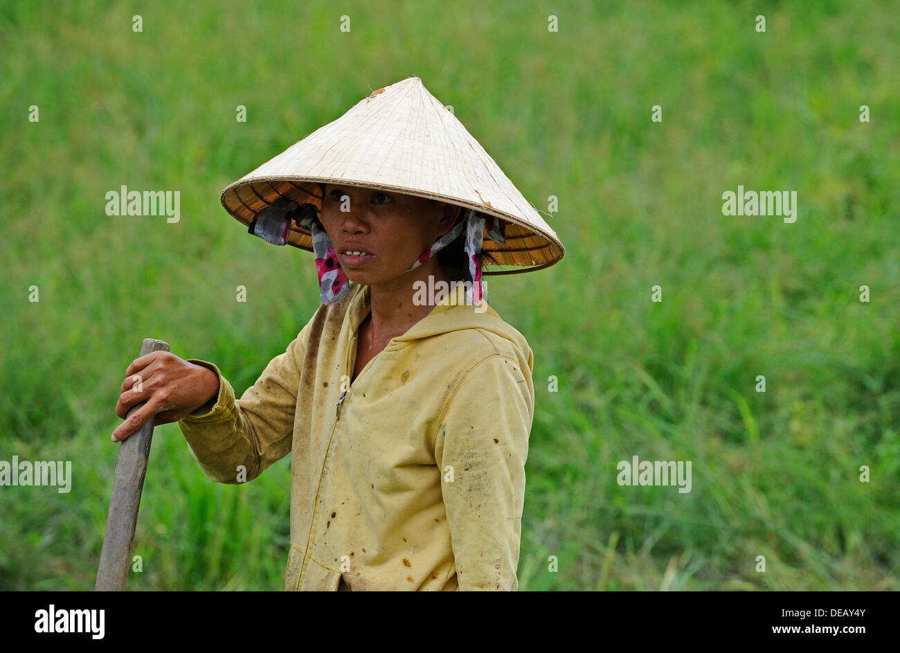 Female Vietnamese working in a rice paddy field wearing the traditional conical hat for sun protection and shade. Stock Photo