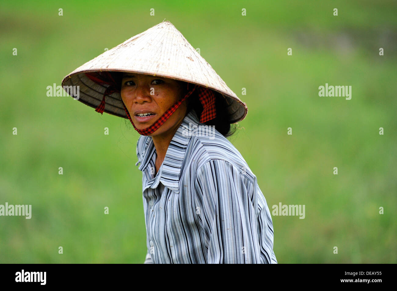 Female Vietnamese working in a rice paddy field wearing the traditional conical hat for sun protection and shade. Stock Photo
