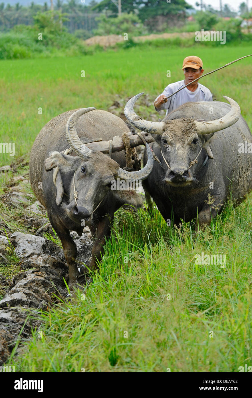 Vietnamese farmer using oxen to plough a paddy field. Stock Photo