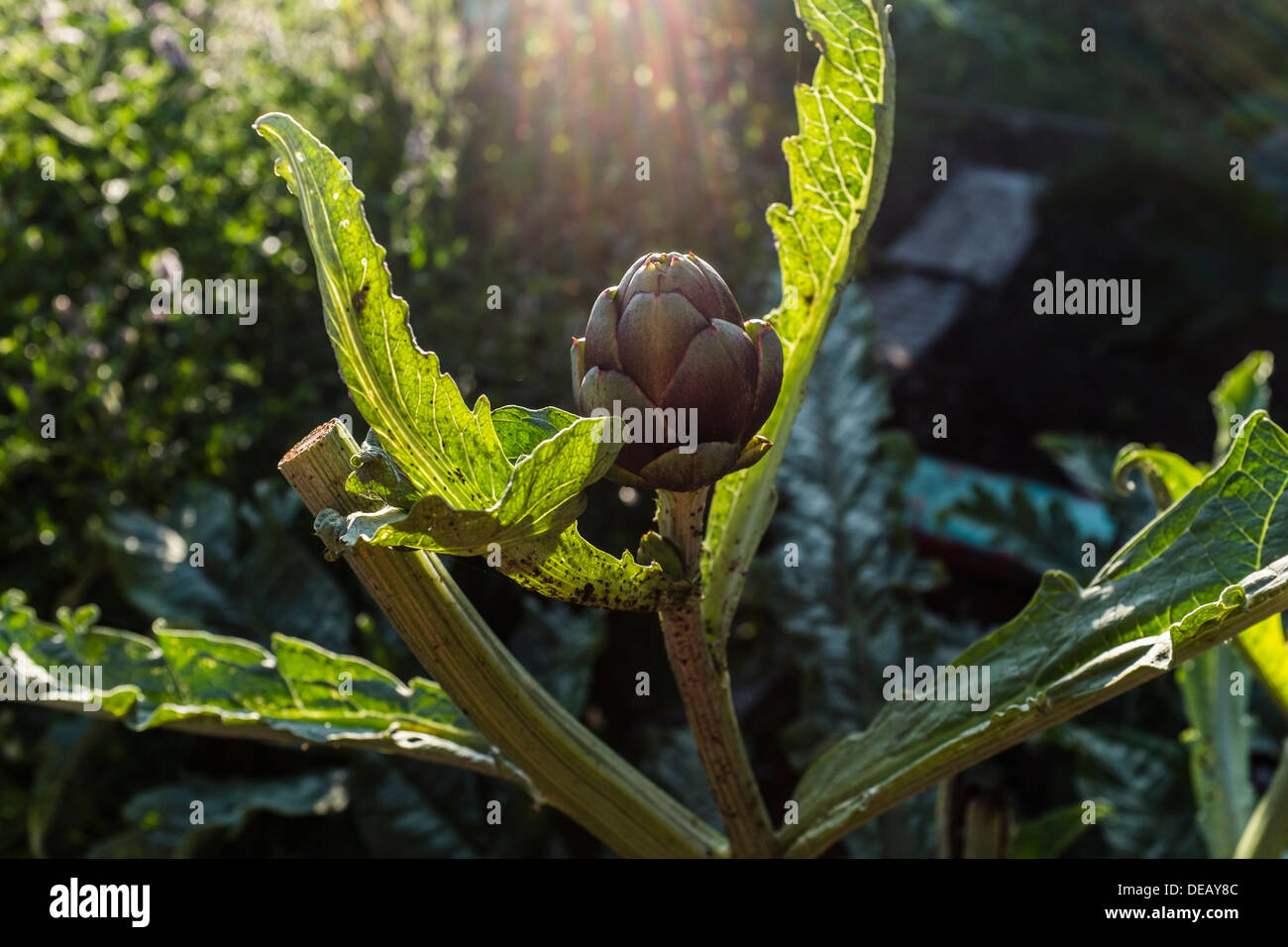 A globe artichoke growing on an Allotment garden, summer, UK Stock Photo