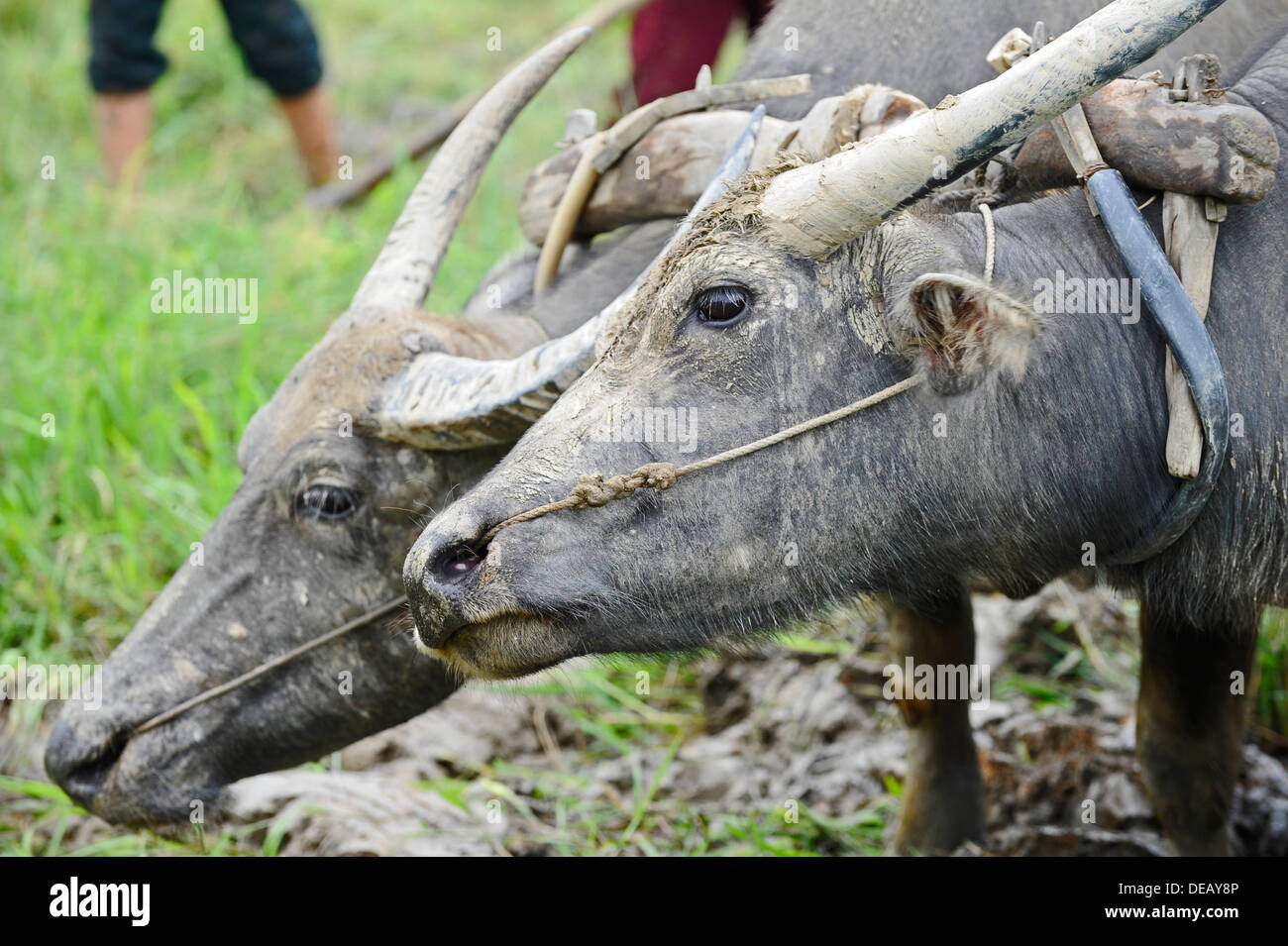 Vietnamese farmer using oxen to plough a paddy field. Stock Photo