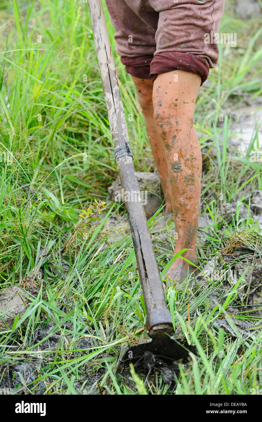 Vietnamese working in a muddy rice paddy field using metal hoe and wearing no shoes. Stock Photo