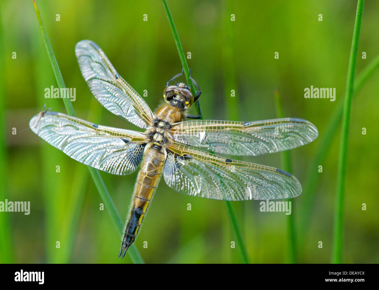 Four-spotted Chaser dragonfly at rest Stock Photo