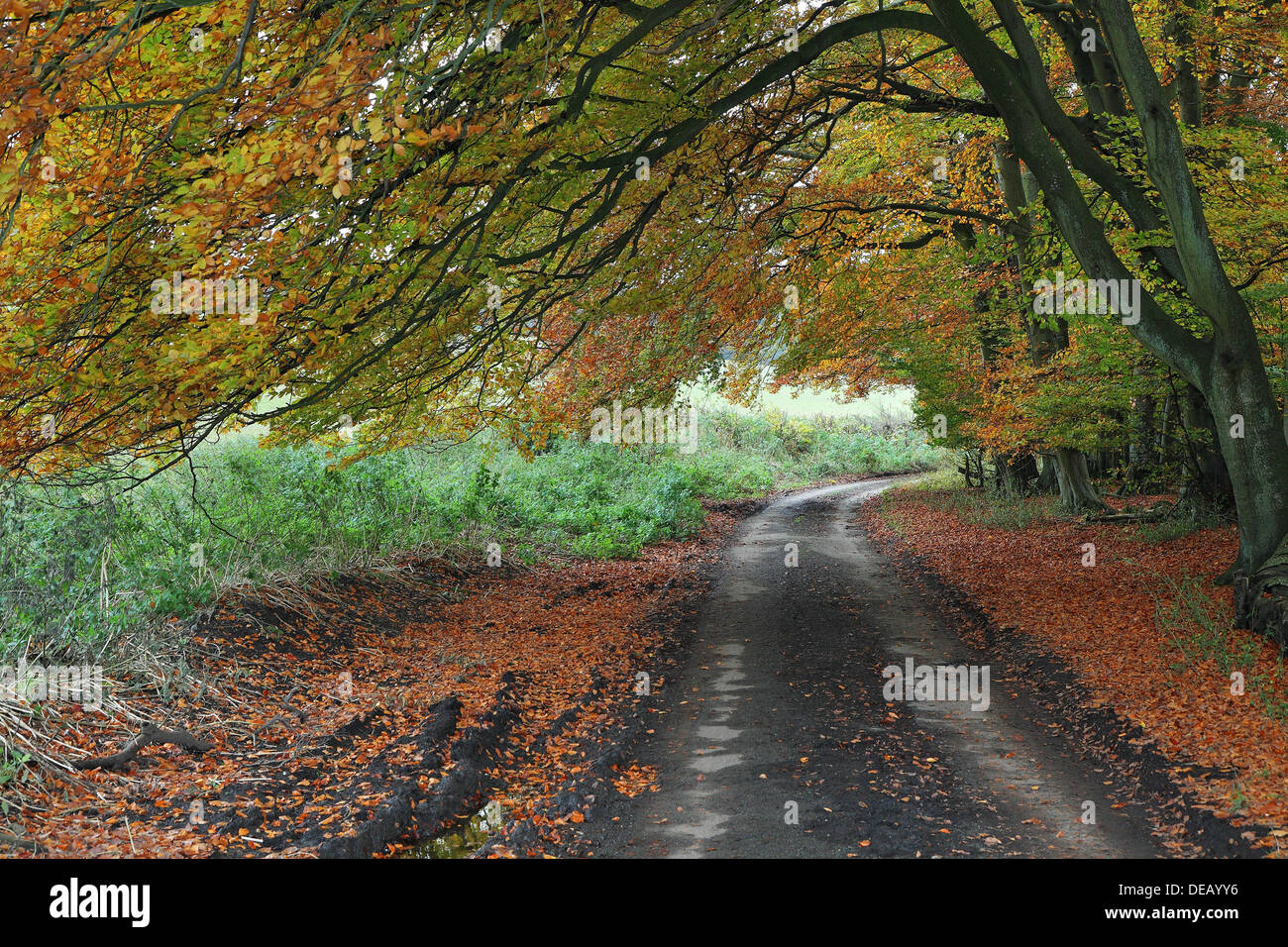 Autumn scene along a quiet lane in rural England with fallen leaves on the road Stock Photo