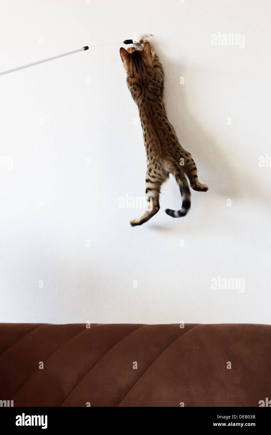 High speed animal hires stock photography and images Alamy