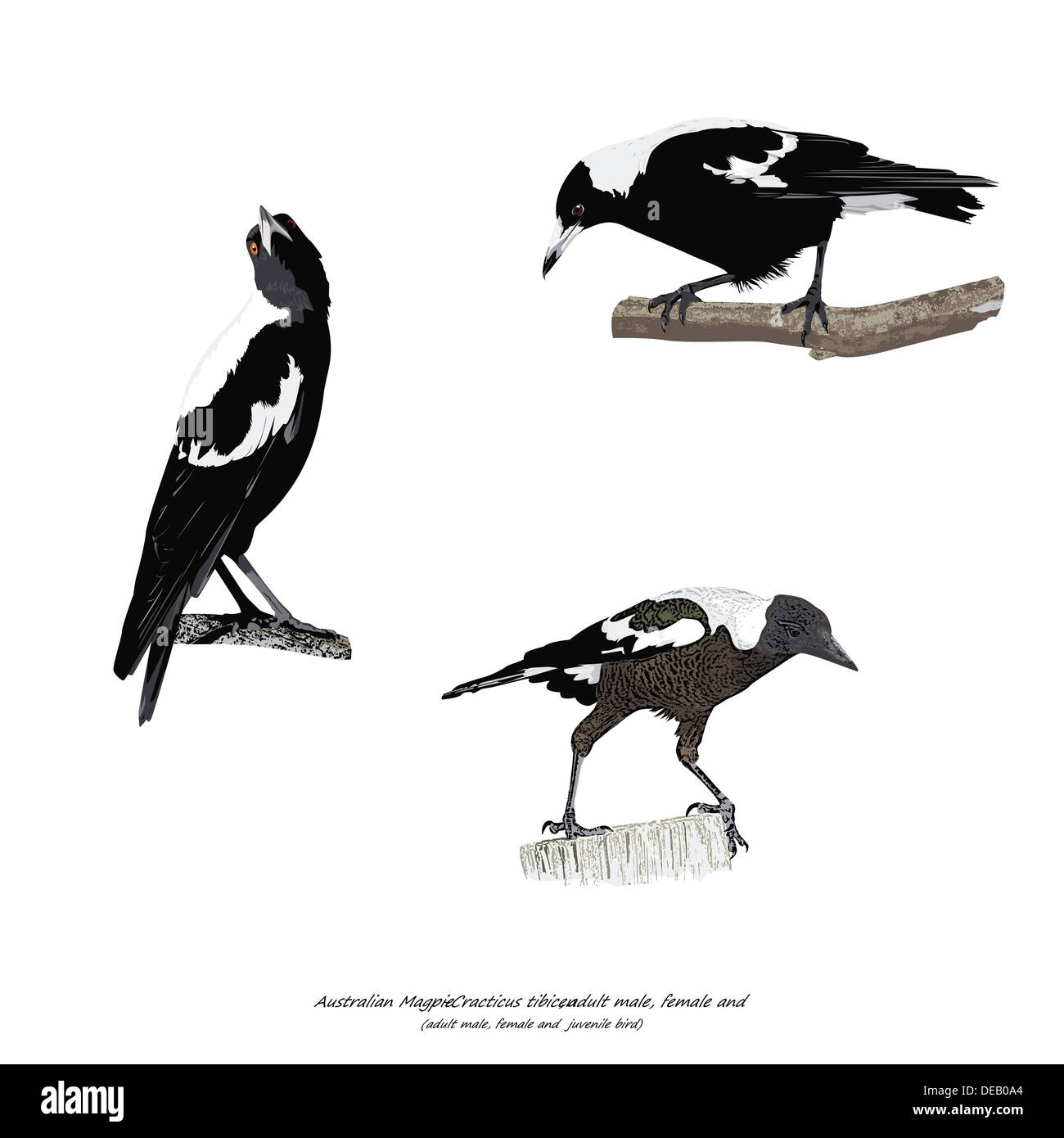 Australian Magpie Illustration Stock Photo
