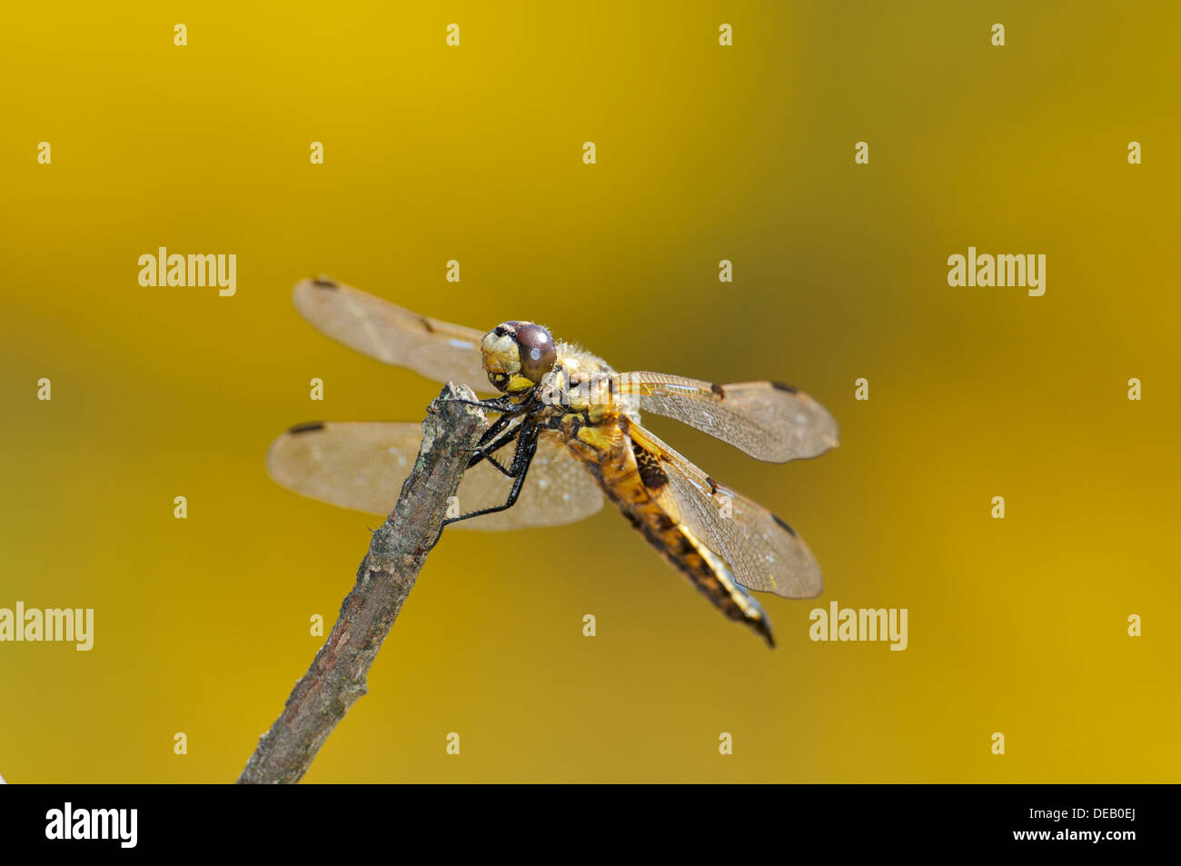 Four-spotted Chaser dragonfly at rest Stock Photo