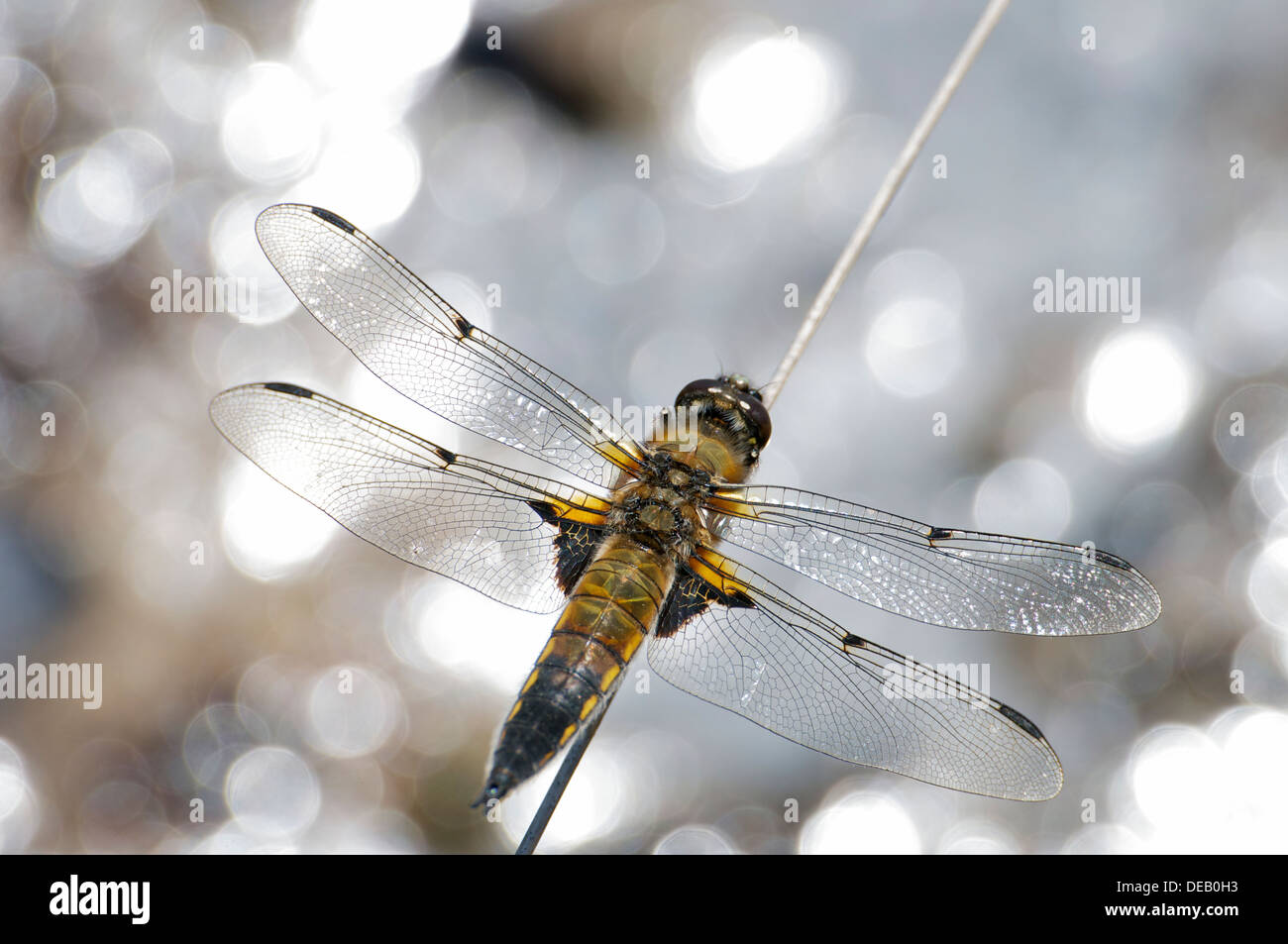 Four-spotted Chaser dragonfly at rest Stock Photo