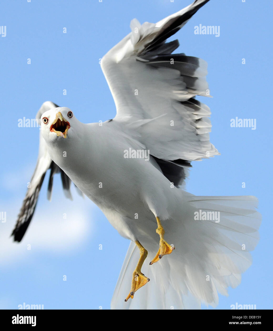 A seagull flying. Stock Photo