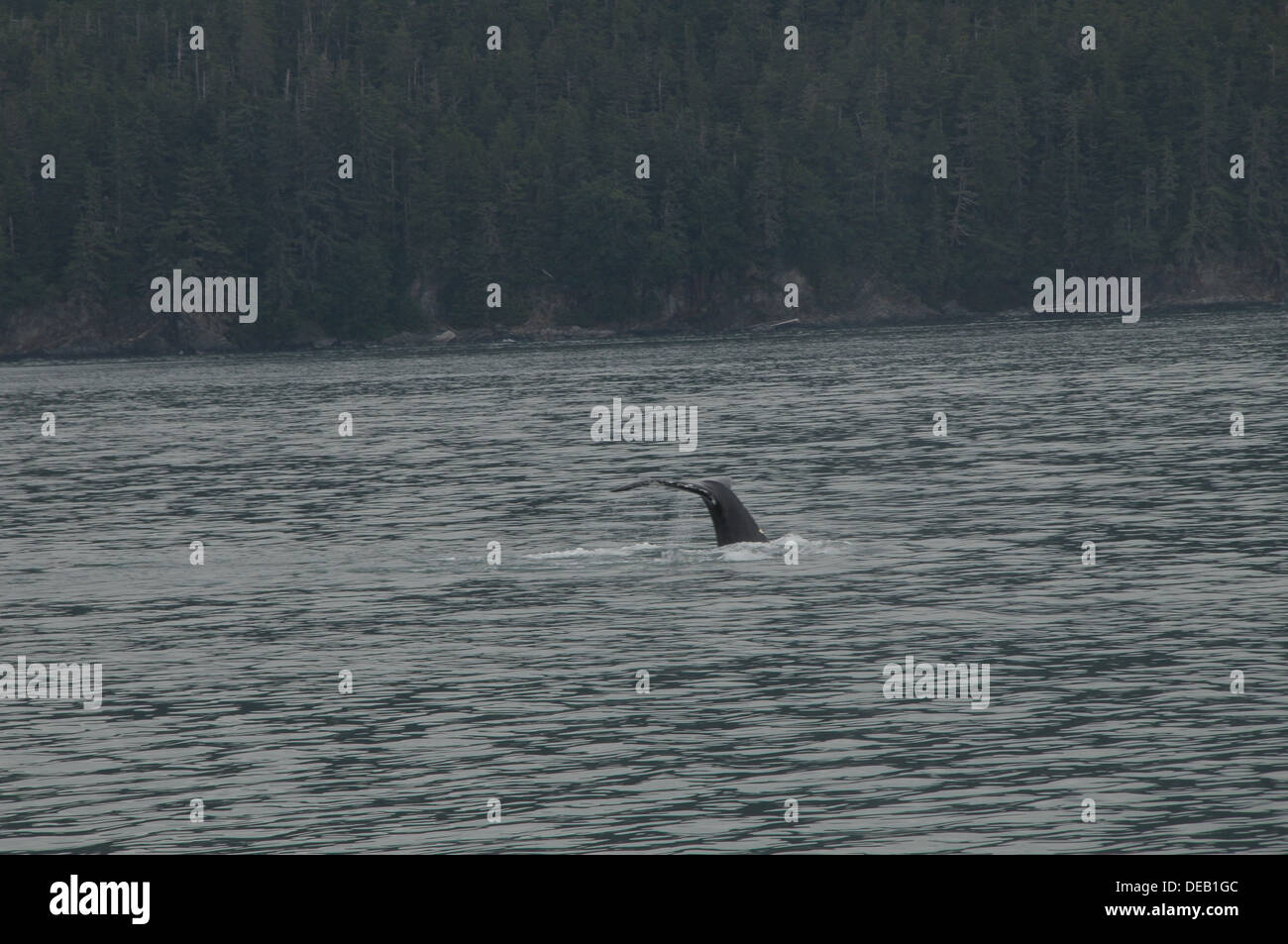 Whale watching tours Juneau, Alaska, United States Stock Photo