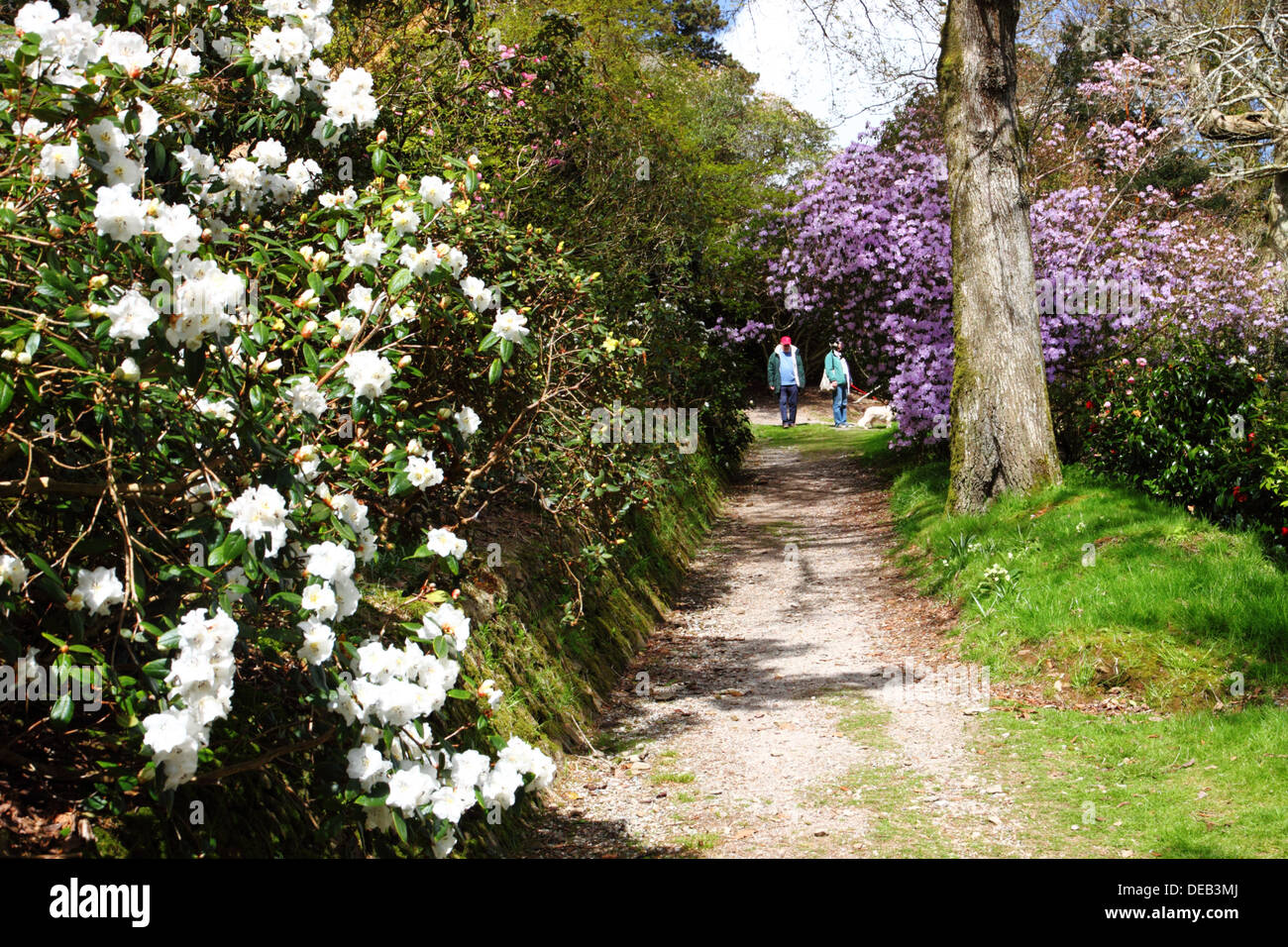 Path lined with flowering shrubs at Caerhays Gardens, Cornwall. Stock Photo