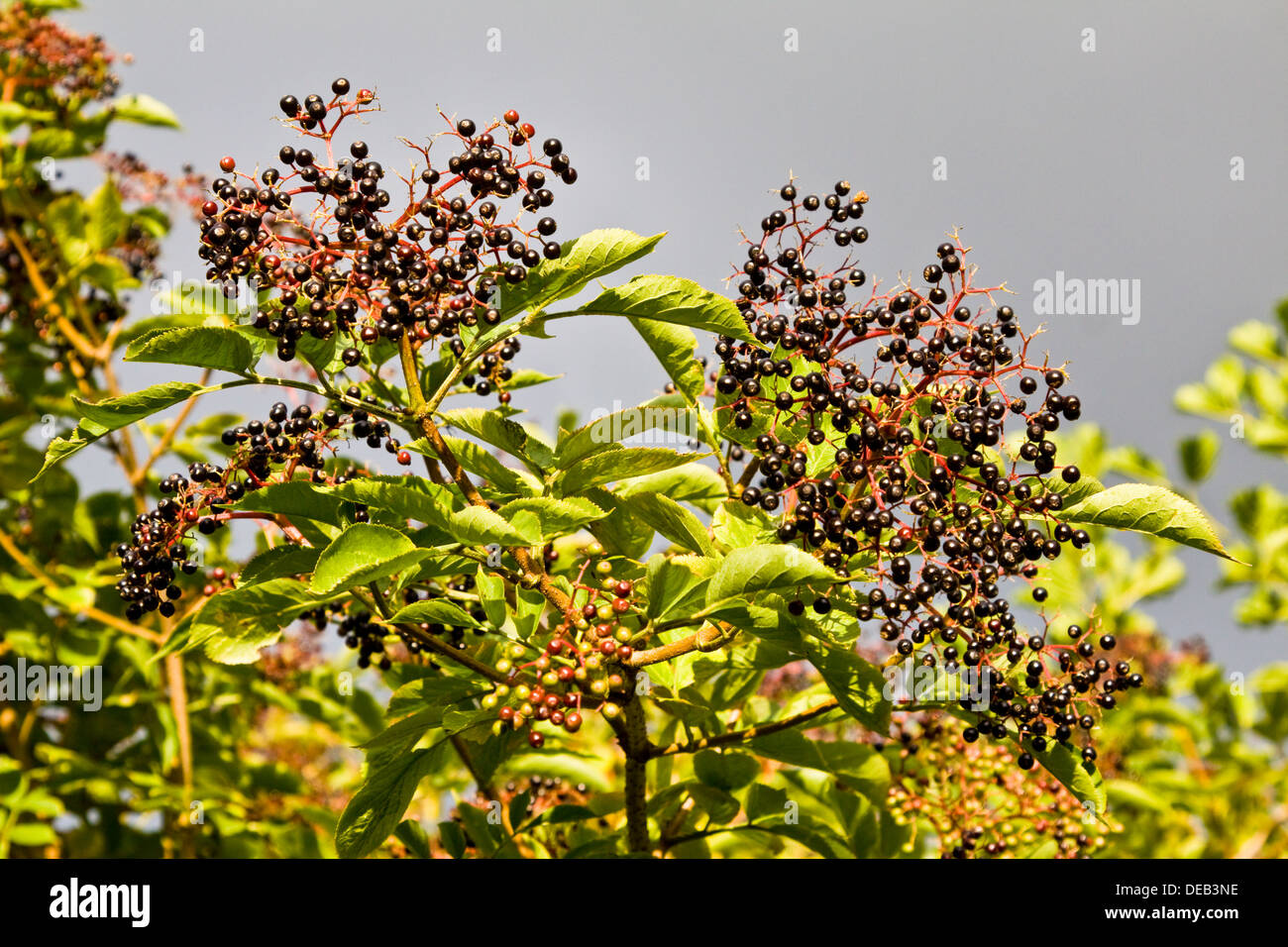 Ripe Elder Berries In Early Autumn Stock Photo