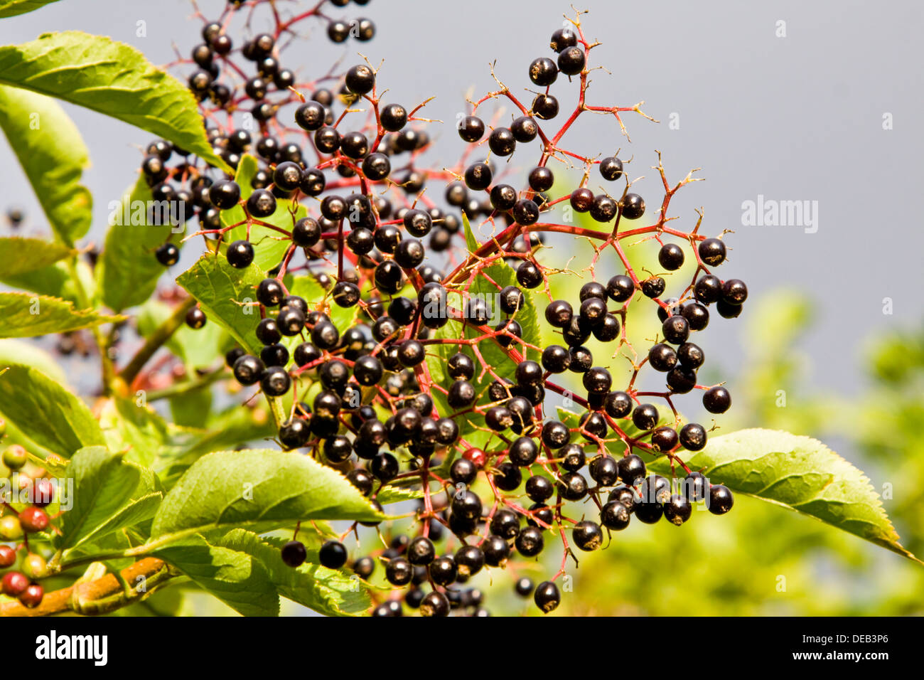 Ripe Elder Berries In Early Autumn Stock Photo