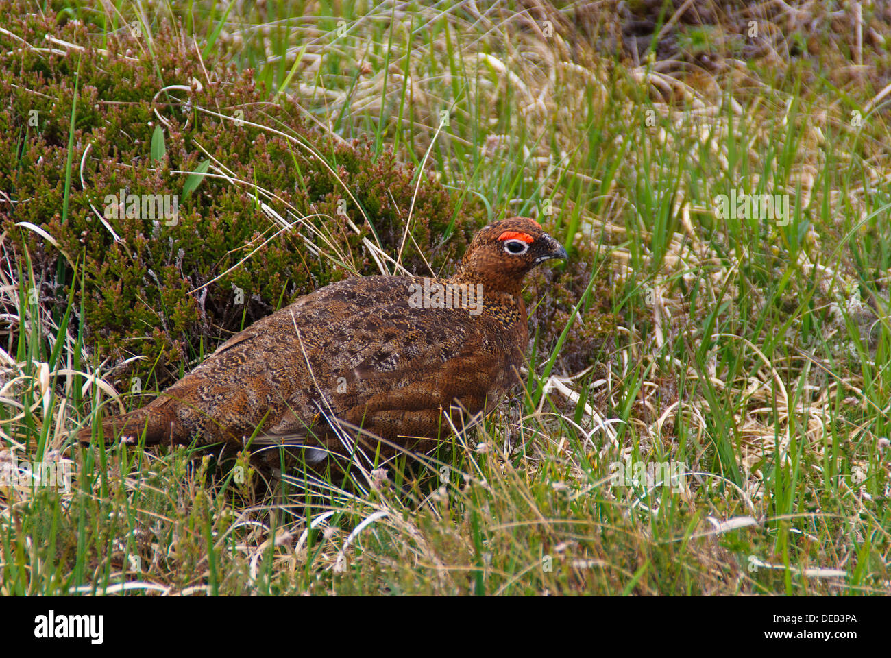 Red Grouse at Handa Island Stock Photo