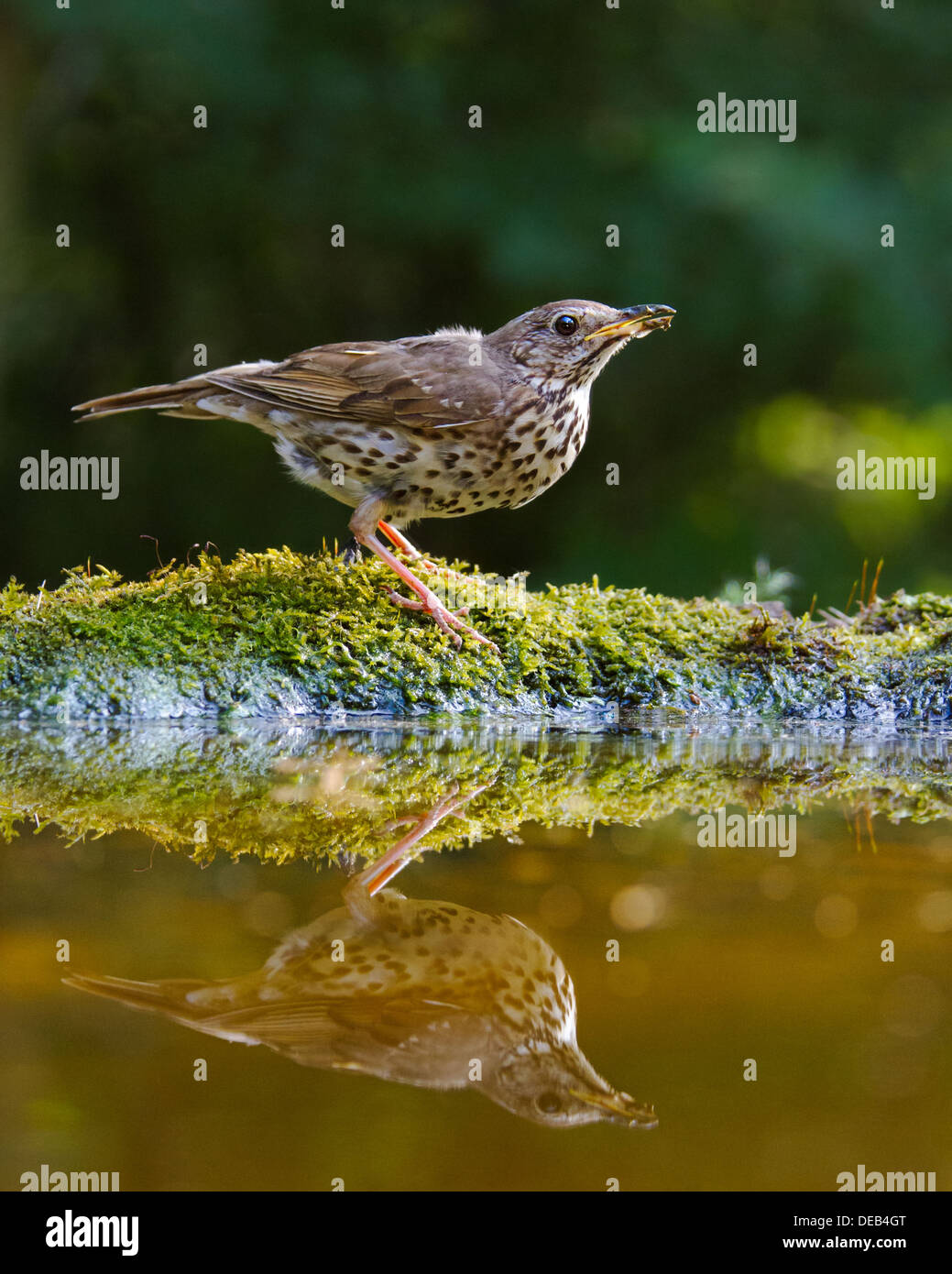 Song thrush (Turdus philomelos) singing on the edge of a pool Stock Photo