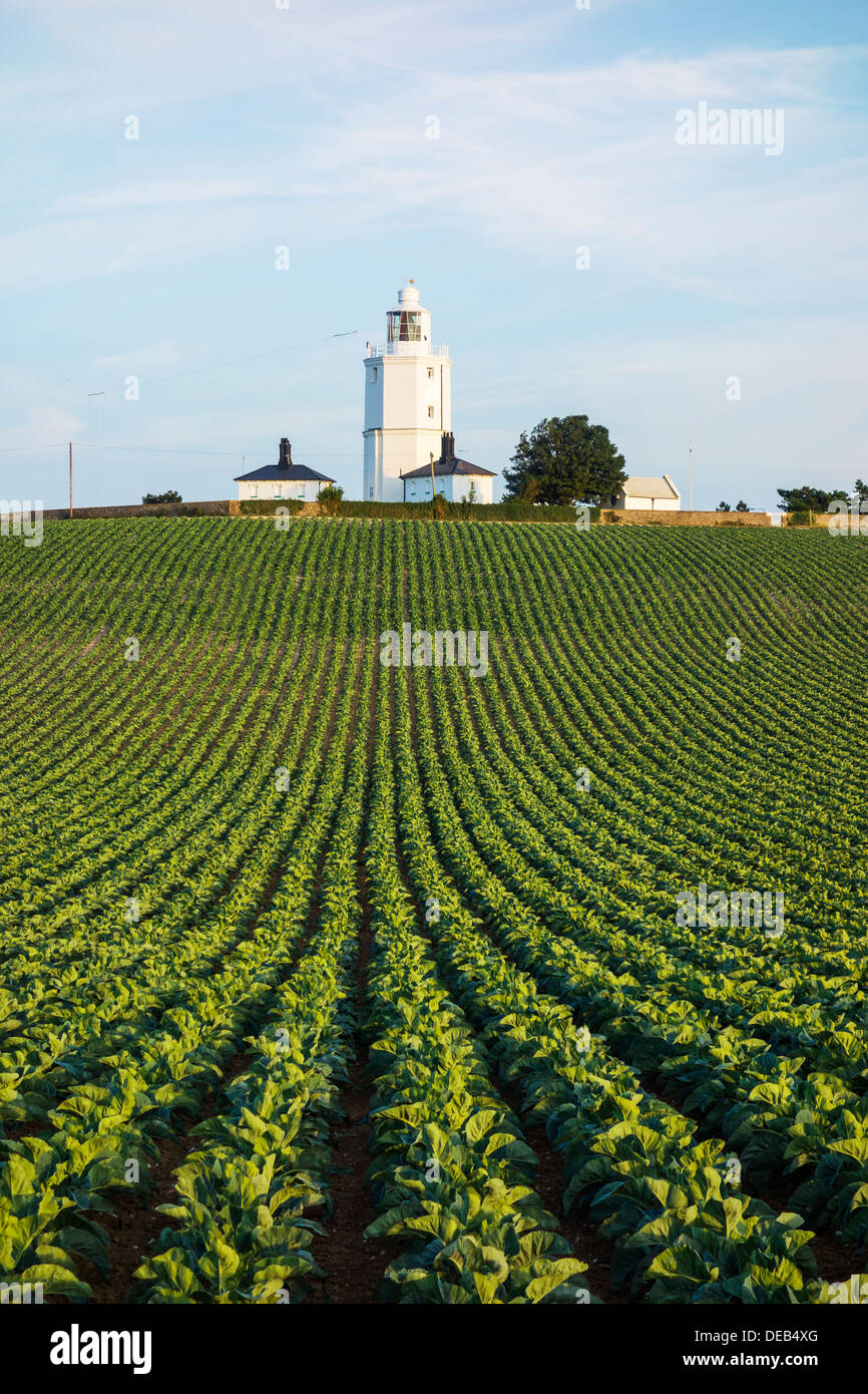 North Foreland Lighthouse Cabbage Field Crop Crops Stock Photo