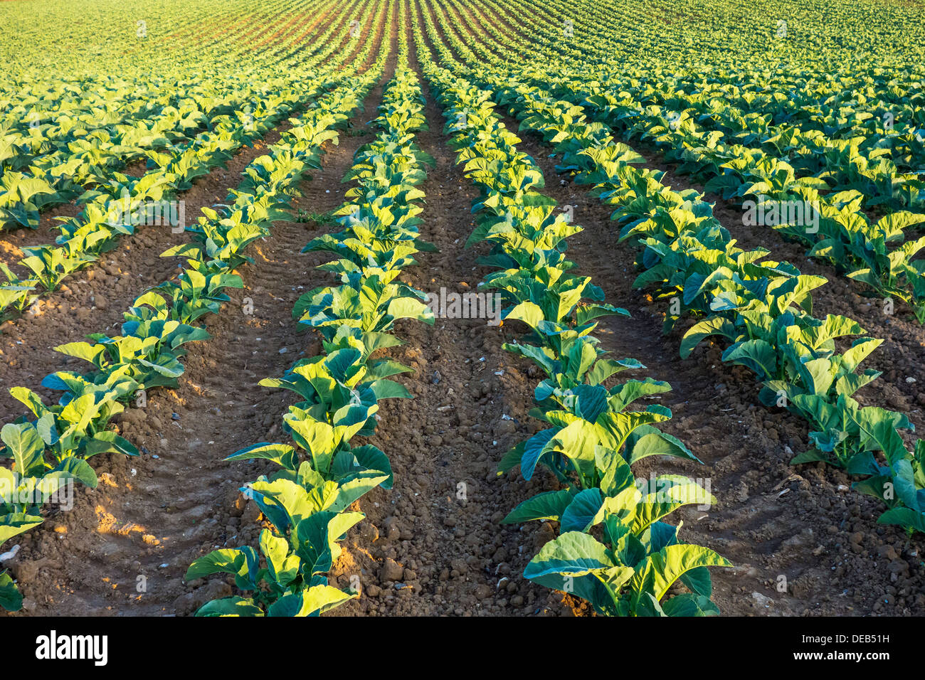 Cabbage Cabbages Field Crop Stock Photo Alamy