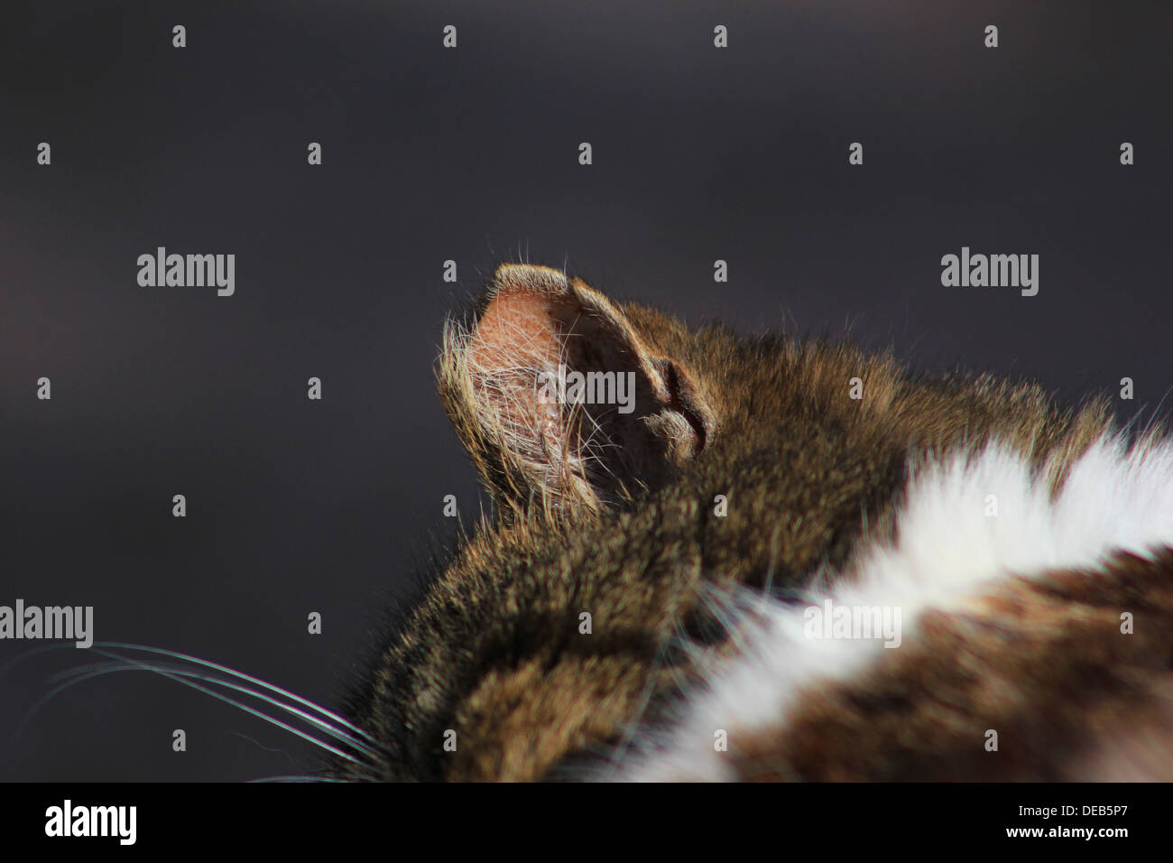 Feral cat eartip Stock Photo Alamy