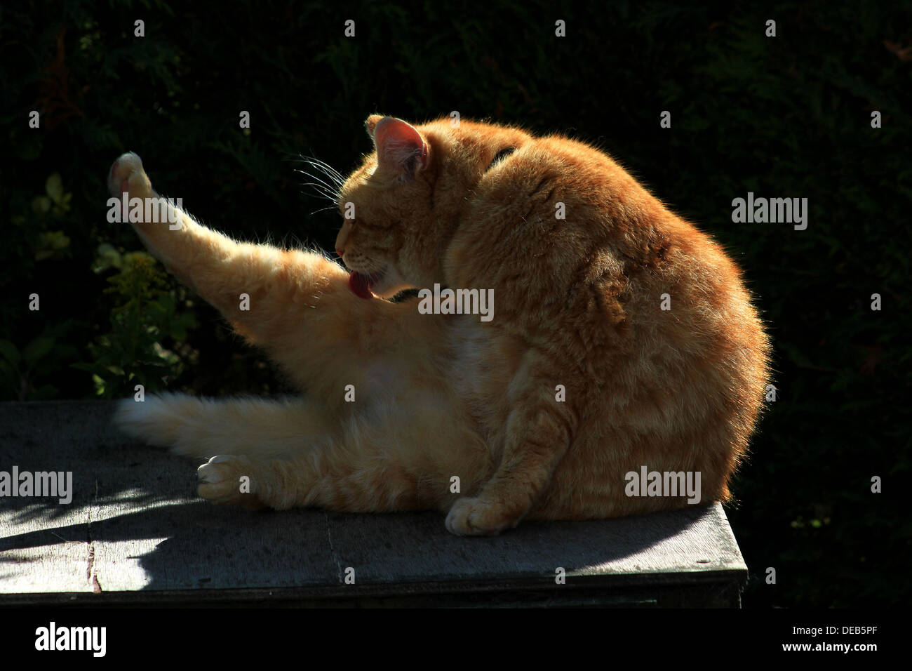 Ginger cat grooming backlit Stock Photo
