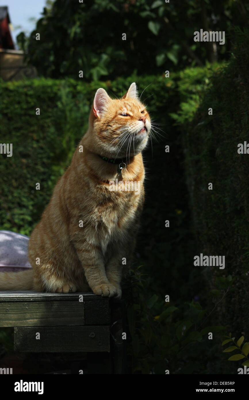 Ginger cat on garden bench Stock Photo