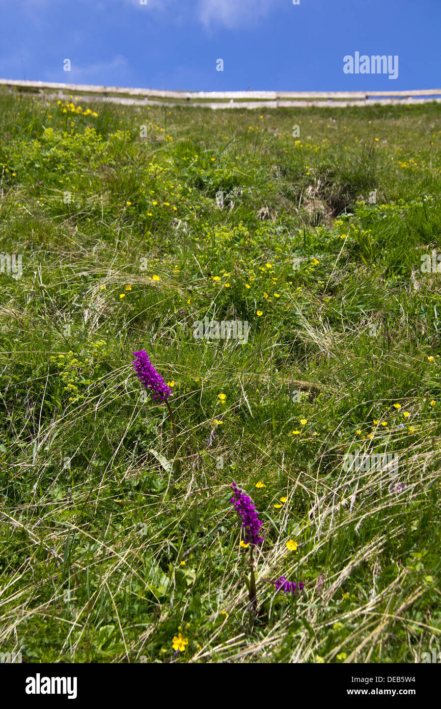 Lush green meadow dotted hi-res stock photography and images - Alamy