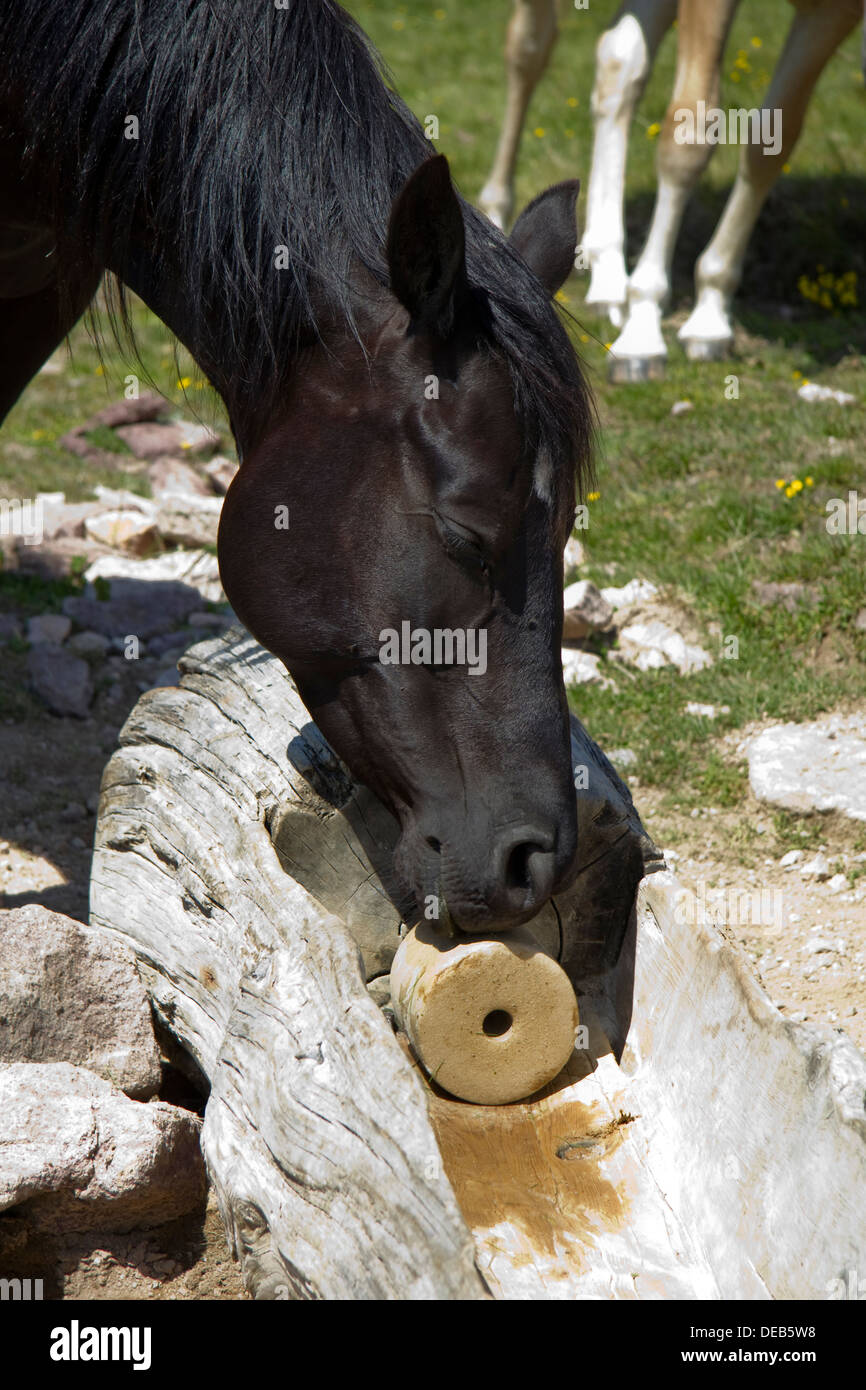 Horse salt lick Dolomites Alps Italy Stock Photo Alamy