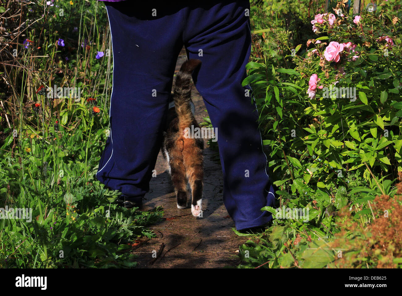 Cat walking between owners legs Stock Photo - Alamy