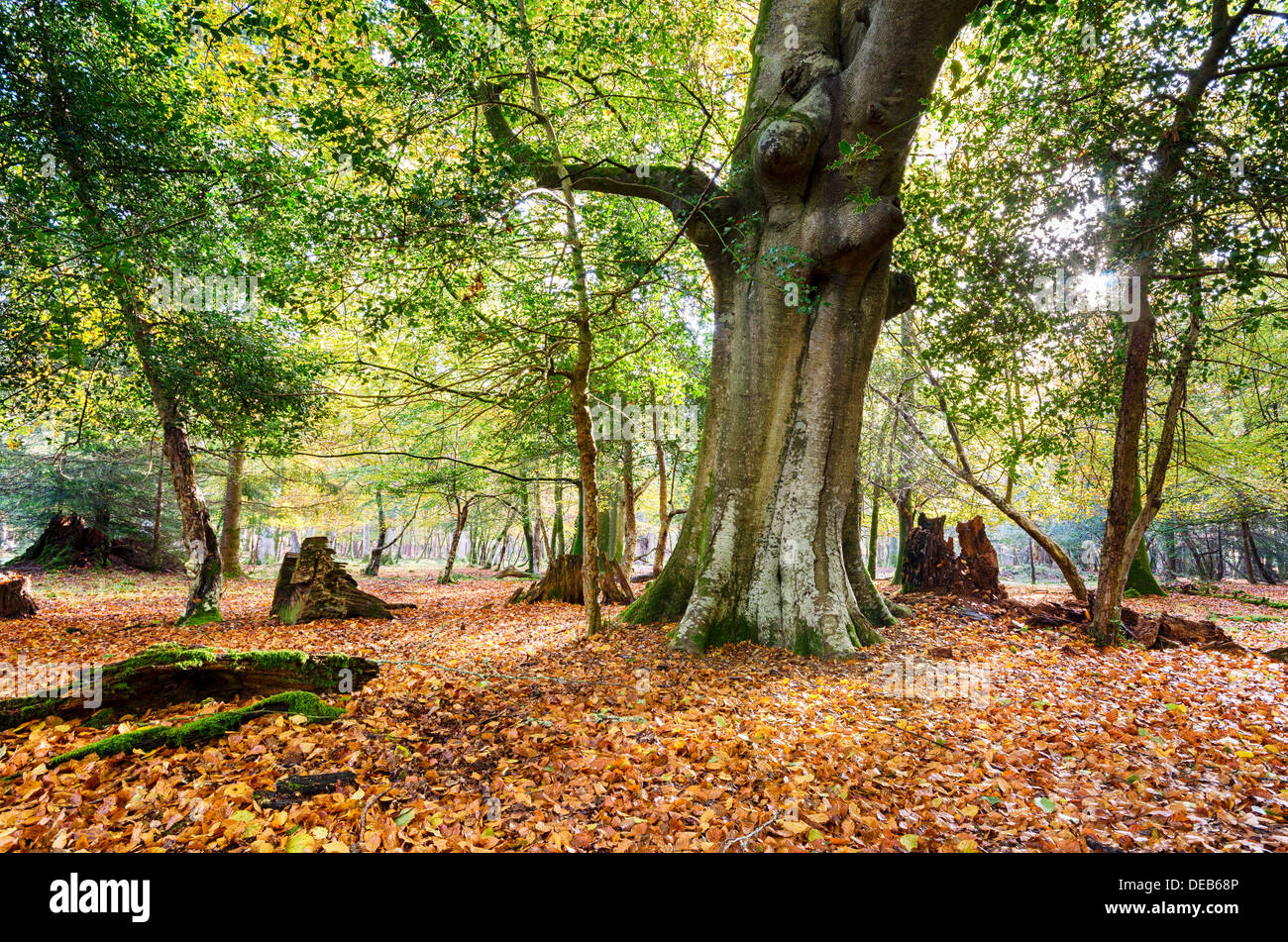 Autumn at Bolderwood arboretum ornamental drive in the New Forest Stock Photo