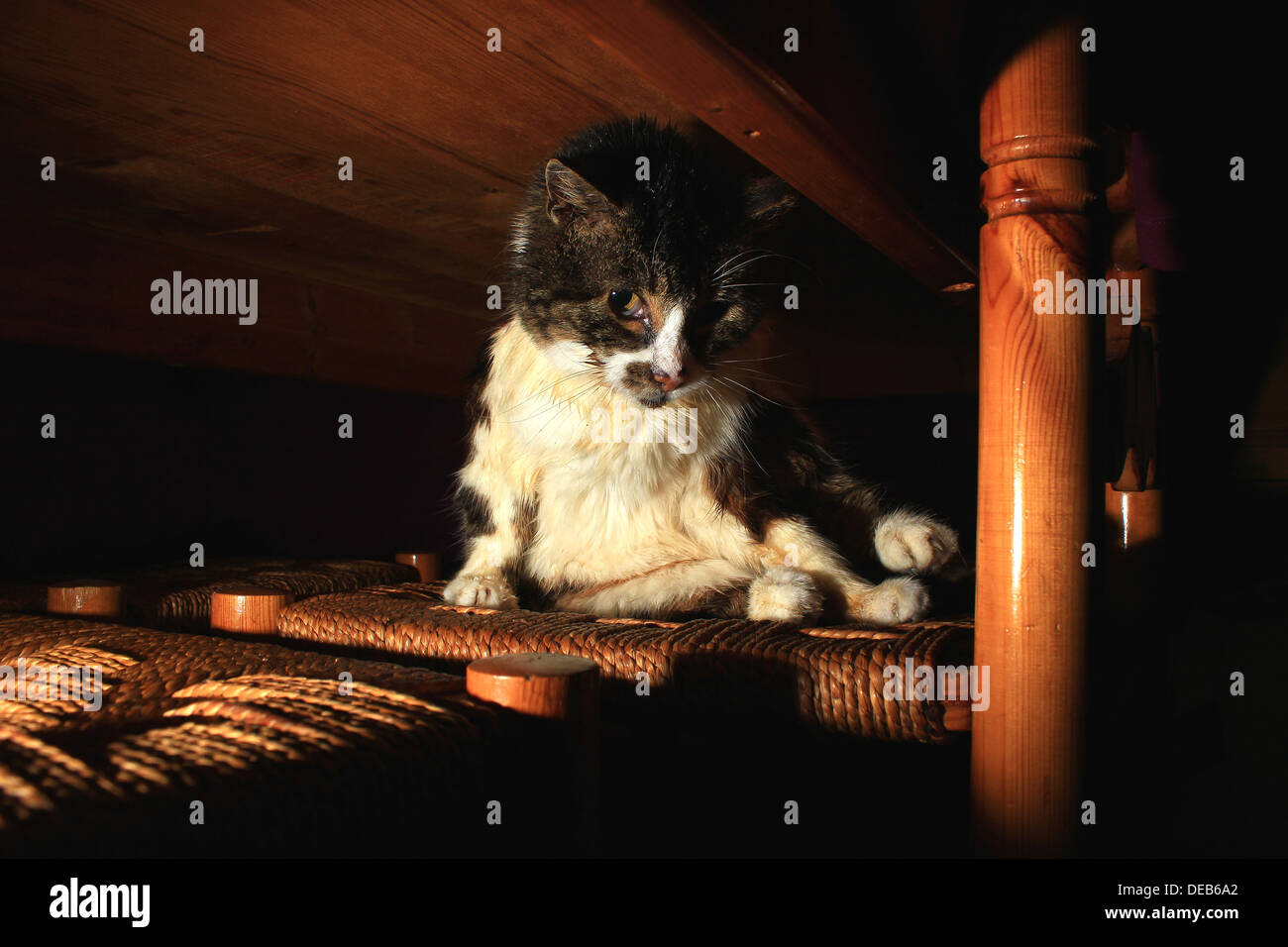 Cat hiding under dining table Stock Photo Alamy
