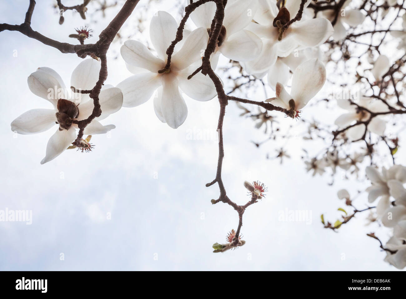 Close-up of white Magnolia tree blossoms. Stock Photo