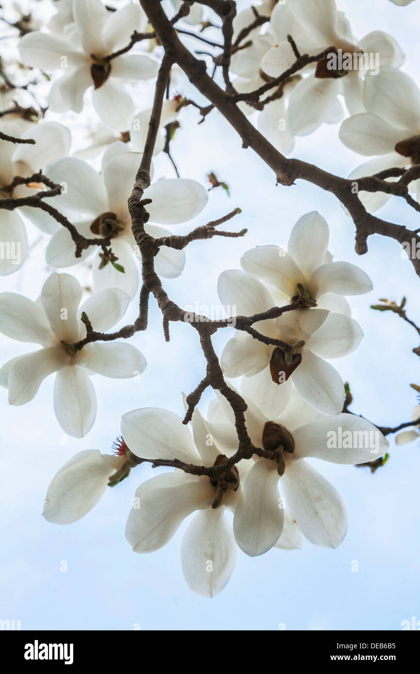 Close-up of white Magnolia tree blossoms. Stock Photo