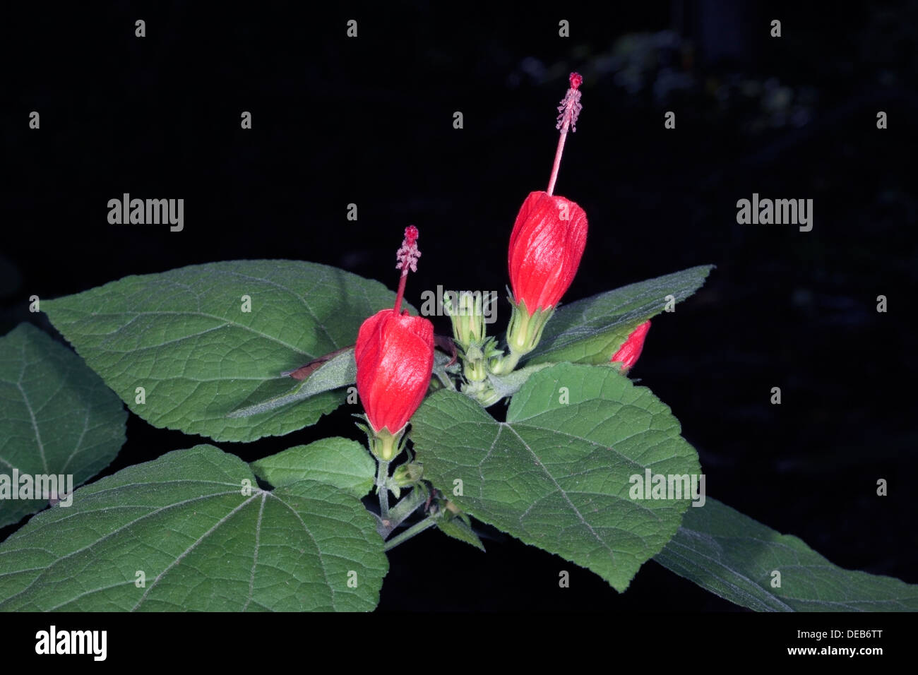 Wax/Red/Texas mallow/Drummond Wax-mallow/Mexican Apple/Manzanilla?Turk's Cap- Malvaviscus arboreus- Family Malvaceae Stock Photo