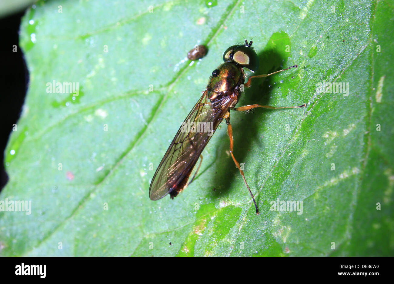 Metallic gold long-legged fly Stock Photo