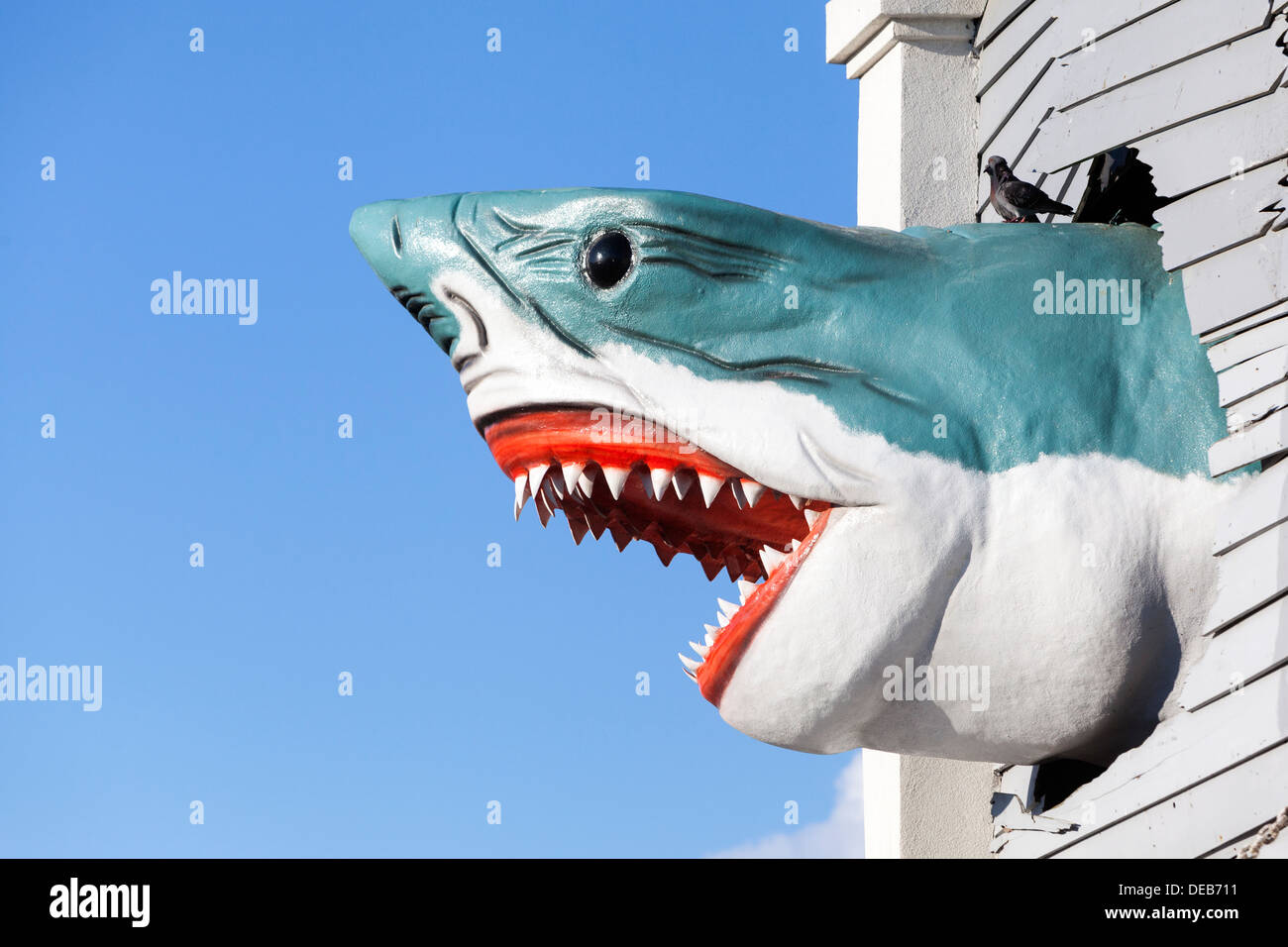 A model of Jaws, shark, crashing through a wall Stock Photo: 60483277