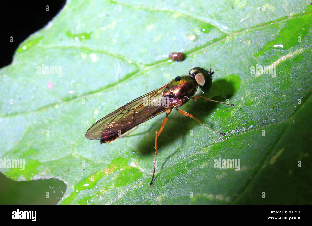 Metallic gold long-legged fly Stock Photo