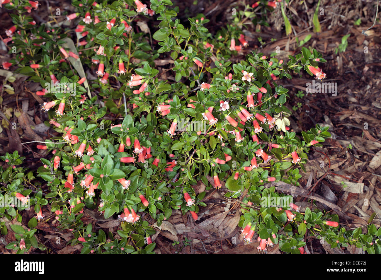 Common Correa shrub- Correa pulchella- Family Rutaceae Stock Photo