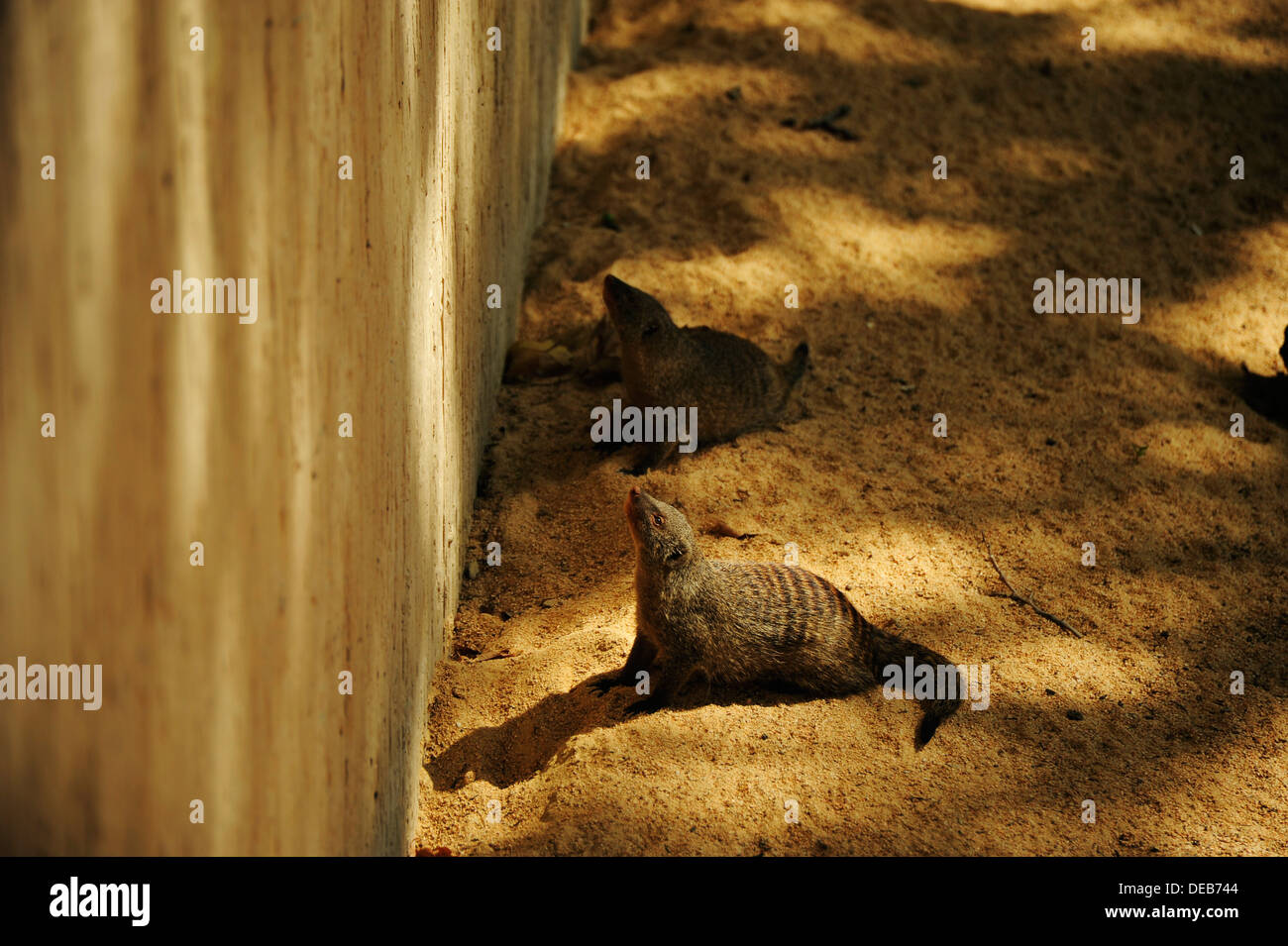 Banded mongoose at the Barcelona zoo. Stock Photo